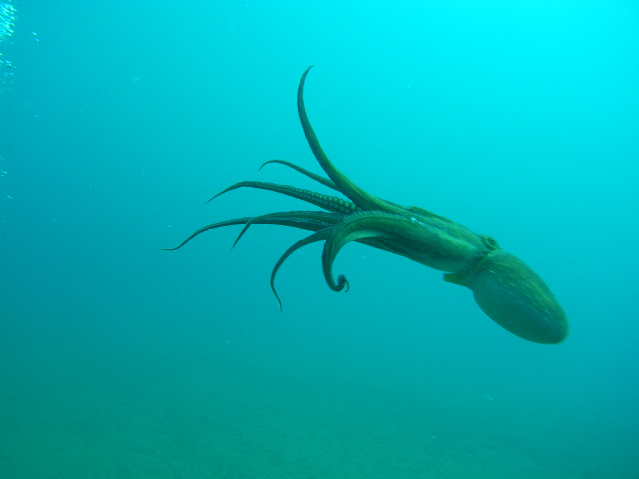 Octopus vulgaris (Polpo comune)